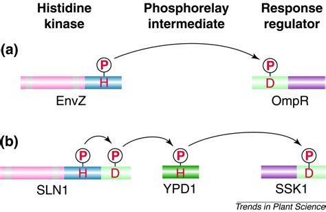 Two Component Systems In Plant Signal Transduction Trends In Plant Science