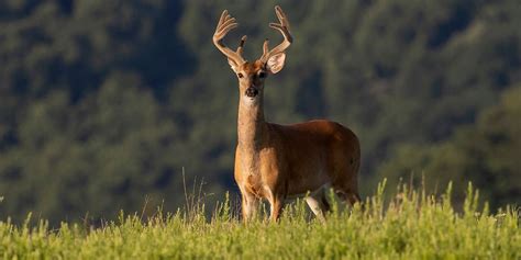 New Deer Hunting Regulations For Michigan 2023 2025 Seasons Wgrt