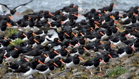 Hoy es el Día Mundial de las Aves Playeras un homenaje de Ladera Sur