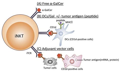 Application Of Inkt Cell Targeted Active Immunotherapy In Cancer Treatment Anticancer Research