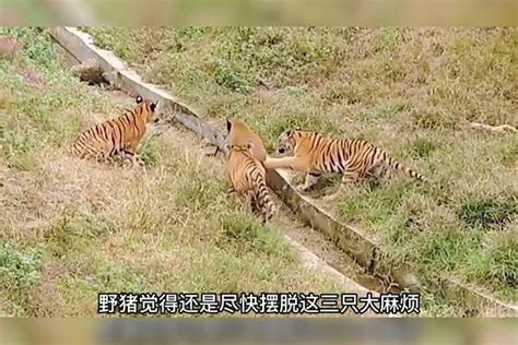 一头野猪对战四头老虎，野猪却不畏强敌，老虎视死如归