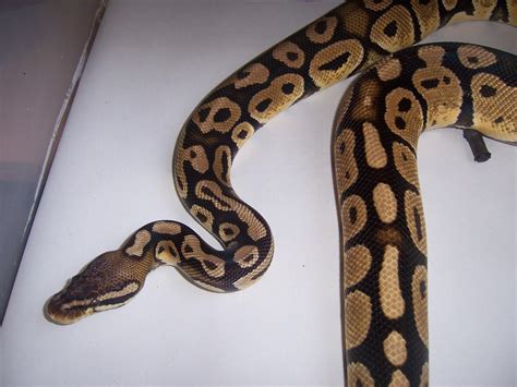 Royal python morphs for sale | Reptile Forums