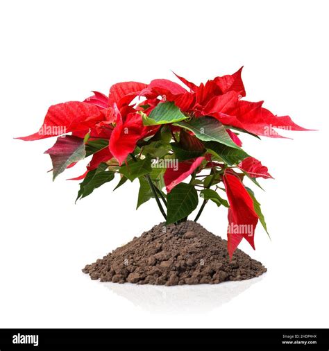 Earth Plant Poinsettia Earths Plants Poinsettias Stock Photo Alamy