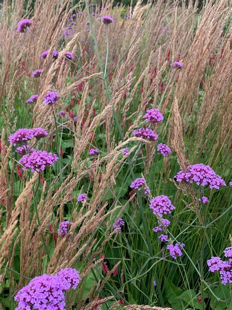 Verbena bonariensis - Beth Chatto's Plants & Gardens