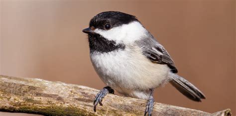 Chickadee Spiritual Meaning and Symbolism | Astrology.com