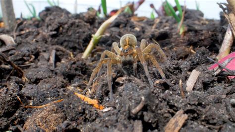 Film Over Biodiversiteit Onder Het Maaiveld Een Gezond Bodemleven Is