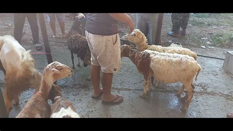 Up Date Harga Domba Kambing Pasar Hewan Sawala Majalengka Youtube