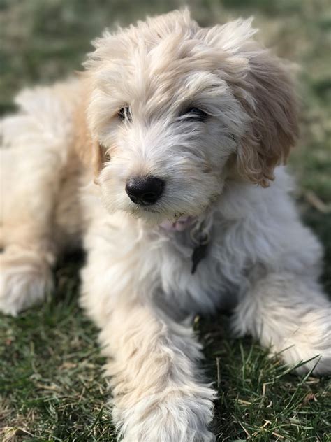 Meet Winnie Rgoldendoodles