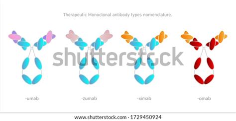 Therapeutic Monoclonal Antibody Types Nomenclature Vector Stock Vector ...