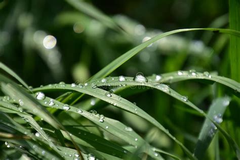 Fondo Con Las Gotas Frescas De La Lluvia Del Verano Que Brillan En El