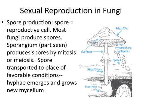 Ppt Kingdom Fungi Powerpoint Presentation Free Download Id2001131