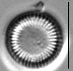 Image Cydelic Species Diatoms Of North America