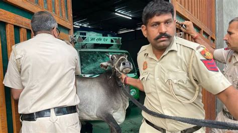 गोकशी के लिए लाई गई गायों को बचाकर लोगों ने स्लॉटर होम का किया भंडाफोड़