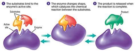 EC Honors Biology: Enzymes - My kind of molecule! They are TOUGH and ...