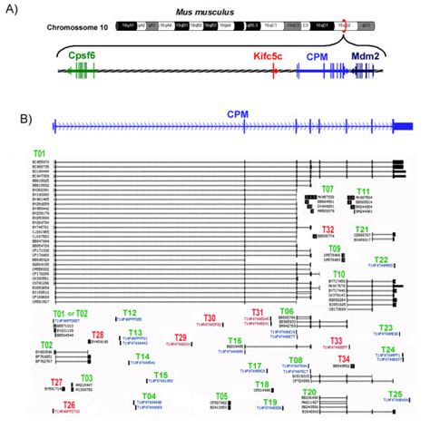 The Mouse Cpm Locus And Its Transcripts A The Genomic Region On Mouse