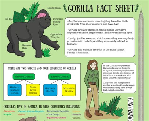 Gorilla Fact Sheet Part 1 Dian Fossey