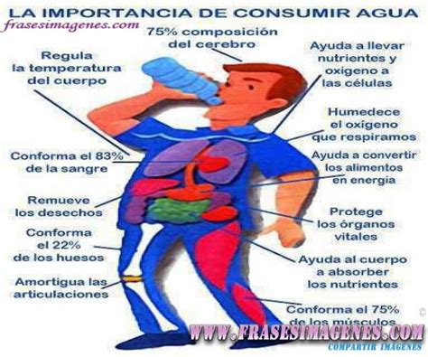 La Importancia De Consumir Agua La Verdad Nica