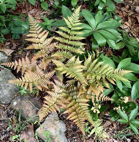 The Autumn Fern is the Best for Beginners