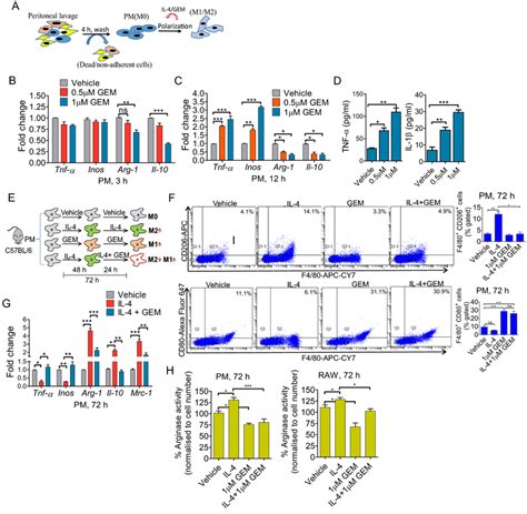 Gemcitabine skewed naïve and M2 polarized mouse peritoneal macrophages