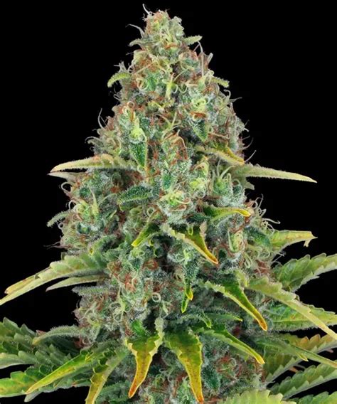 Autoflower Cannabis Seeds BARNEYS FARM