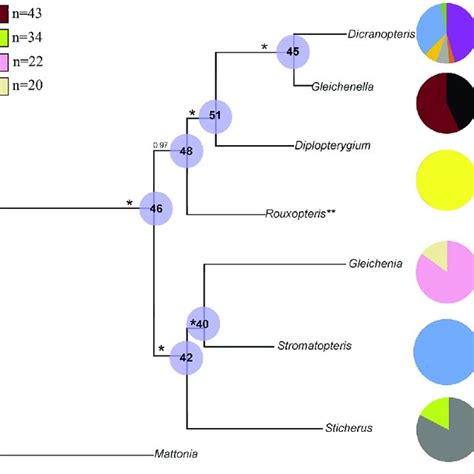 Distribution Of Chromosome Numbers In The Sampled Species Download