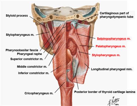 Palatopharyngeus