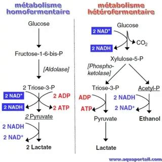 Métabolisme anaérobie définition et explications