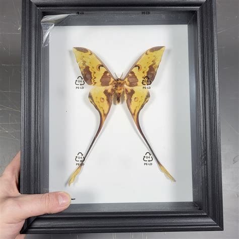 Real Mounted Malaysian Moon Moth Actias Maenas Male Etsy