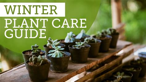 Tips To Help You Care For Your Houseplants During Winter Season Youtube