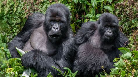 4 Exciting Destinations to See Gorillas in Africa - See Africa Today