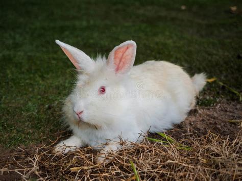 Cloup Lindo Conejo Blanco Mojado Y Con Ojos Rojos Sentado Sobre Hierba