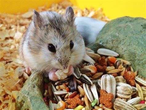 Information About Winter White Dwarf Hamster Care and Facts | 햄스터