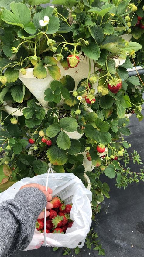 Strawberry Picking 🍓