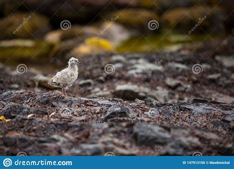 Canus Do Larus Os Animais Selvagens De Noruega Retrato Bonito Da Vida