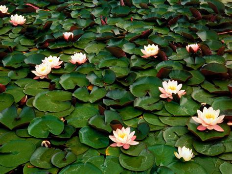 🔥 Free Download Water Lilies Wallpaper By Apruitt Wallpapersafari