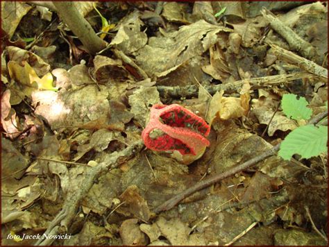 Okratek Australijski Clathrus Archeri Atlas Nagrzyby Pl