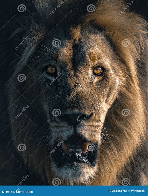 Vertical Closeup of a Roaring Lion Stock Photo - Image of predator ...