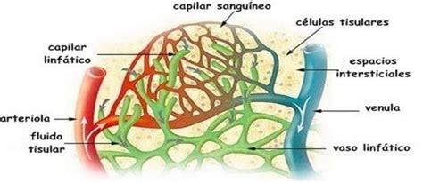 SISTEMA LINFÁTICO Mapa Mental