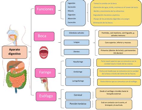 Aparato Digestivo Cuadro Sinóptico Esquemas Y Mapas Conceptuales De Anatomía Docsity