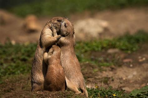 Animal Que Cria O Filho Dos Outros - 25 belíssimos momentos familiares no reino animal