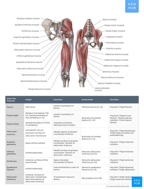 Yoga Anatomy Anatomy Study Upper Limb Anatomy Muscular System The