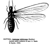 Isoptera images