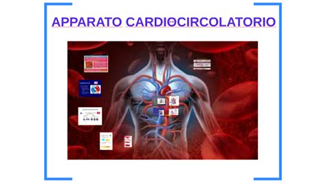 APPARATO CARDIOCIRCOLATORIO By Sonia Di Martino On Prezi