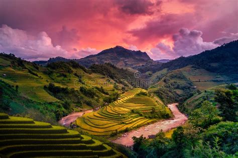 Rice Fields On Terraced With Wooden Pavilion At Sunset In Mu Cang Chai