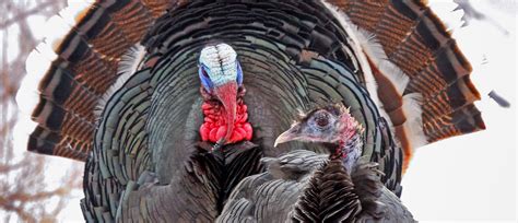 New Research Seeks to Better Understand Turkey Populations - The ...