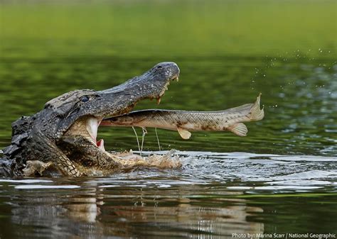 Interesting facts about alligators | Just Fun Facts