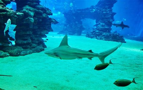 Les Requins Dans Un Grand Aquarium De La Mer Rouge Nagent Parmi D