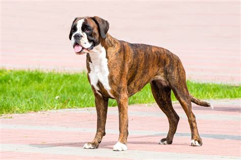 Brindle Boxer Dog: Appearance, Genetics, Temperament & More!