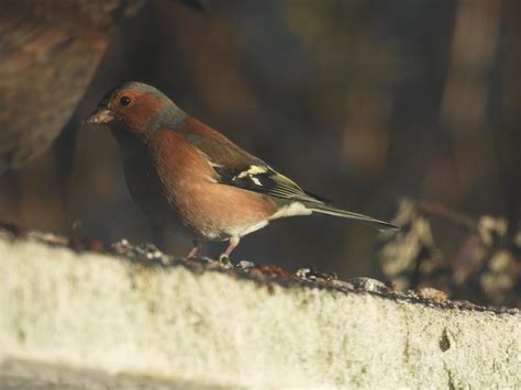 Garden Chaffinch Fergal Stanley Flickr