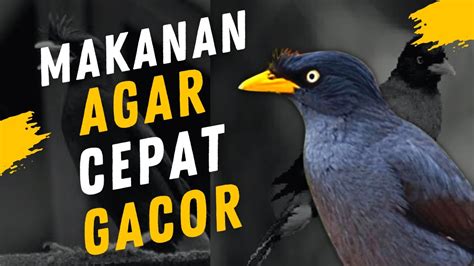 5 MAKANAN BURUNG JALAK KEBO AGAR CEPAT GACOR YouTube